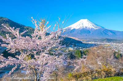 20260408-fujiyoshidashi_ooasumi2933