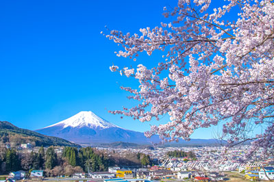 20260408-fujiyoshidashi_ooasumi2948