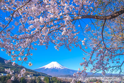 20260408-fujiyoshidashi_ooasumi2951