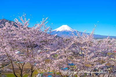 20260408-fujiyoshidashi_ooasumi2955