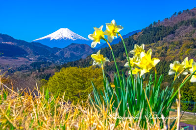 20260408-ootsukishi_magi3023