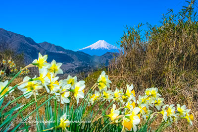 20260408-ootsukishi_magi3037