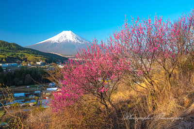 20260411-fujiyoshidashi_ooasumi01747