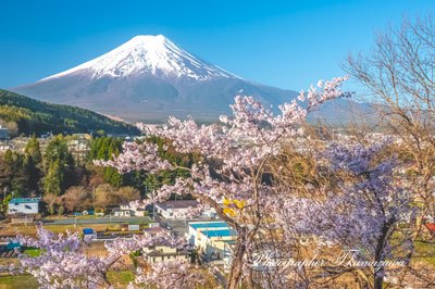 20260411-fujiyoshidashi_ooasumi01776