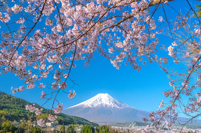 20260411-fujiyoshidashi_ooasumi01783