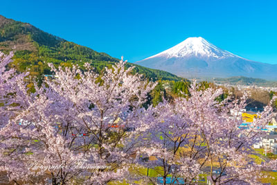 20260411-fujiyoshidashi_ooasumi01788