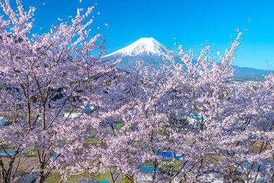 20260411-fujiyoshidashi_ooasumi01792