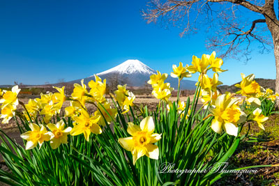 20260411-oshinomura01812