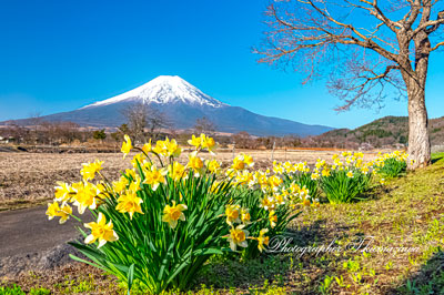 20260411-oshinomura01846