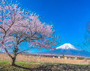 20260411-oshinomura01869m