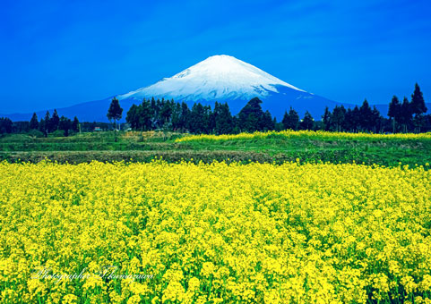 19850421-gotenba456990