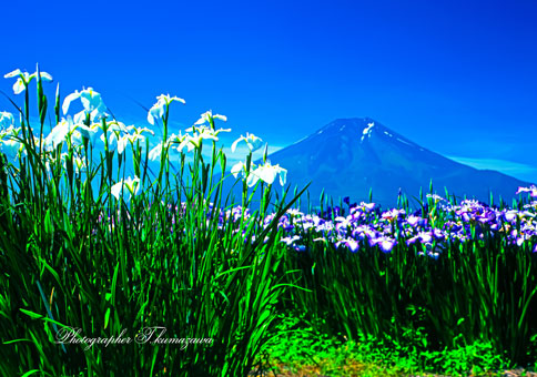 20000611-oshino669020