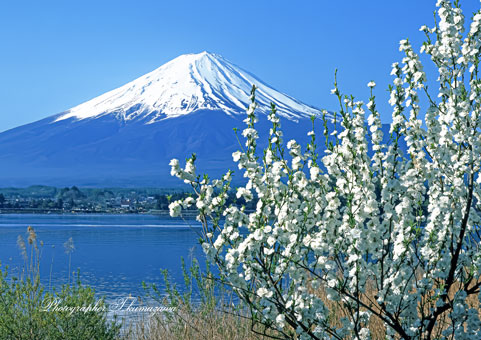 20060503-kawaguchiko4569