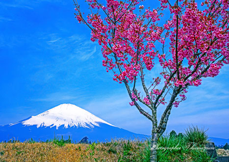 20090412-gotenba45699