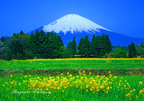 20090419-gotenbashi4569150