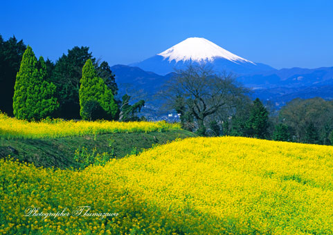 20100322-shinokubo452400