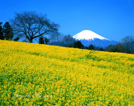 20100322-shinokubo452410