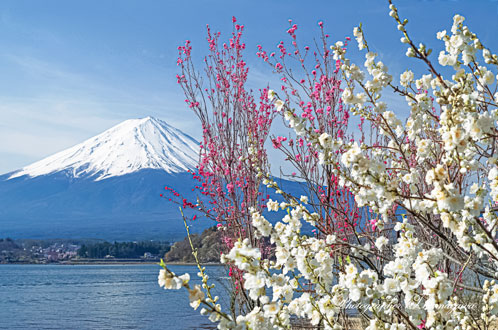 20130414-kawaguchiko21300