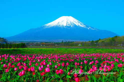 20160501-hananomiyako024