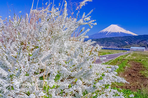 20180325-fujishi0102