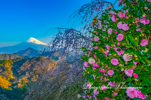 20180325-izu_katsuragiyama036
