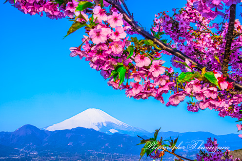 20190309-oimachi9684