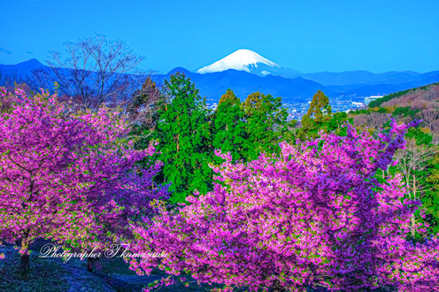 20190309-ooimachi97340