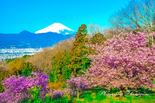 20190309-ooimachi975