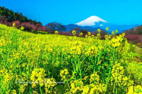20190309-shinokubo976