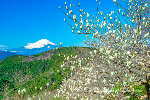 20190324-matsudayama018
