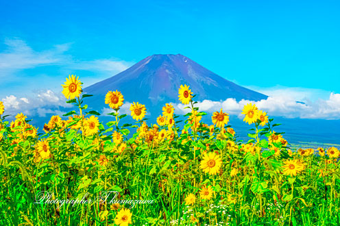 20200814-oshinomura2756