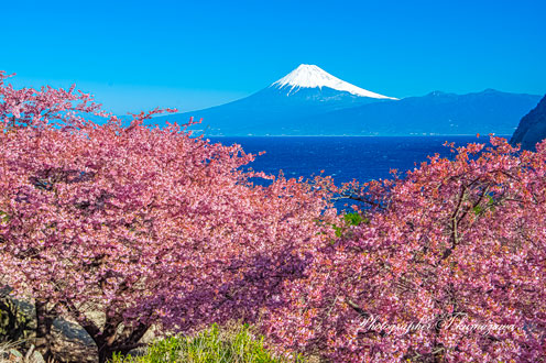 20240213-izu_ida7016