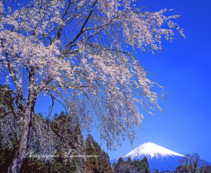 19970330-shibakawa45902st