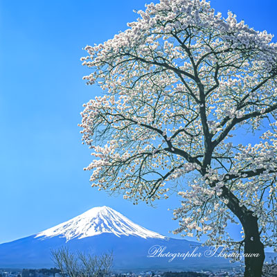20010415-kawaguchiko668
