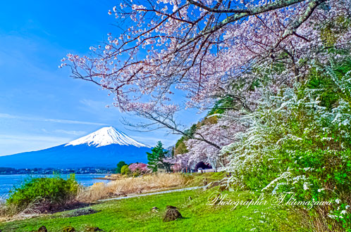 20130414-kawaguchiko2096