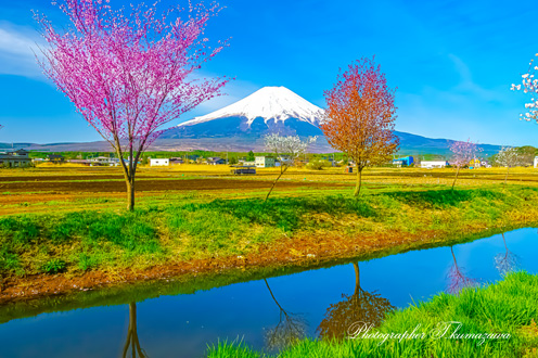 20140427-oshinomurs0978