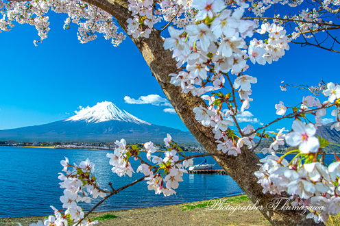 20180408-kawaguchiko0482