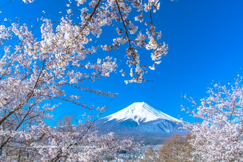 20190413-fujiyoshidashi_arakura50_0368