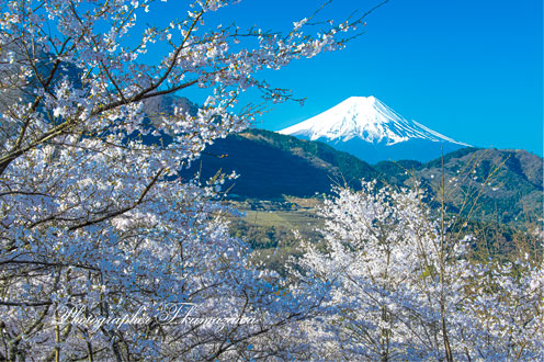 20230401-otsukishi_oiseyama3984