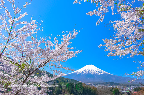 20230409-fujiyoshidashi_asumi9396